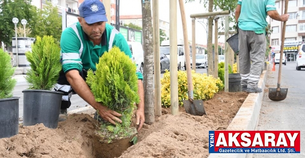 YEŞİL AKSARAY İÇİN AĞAÇLANDIRMA ÇALIŞMALARINA DEVAM EDİLİYOR Kafeler caddesine süs bitkileri dikildi