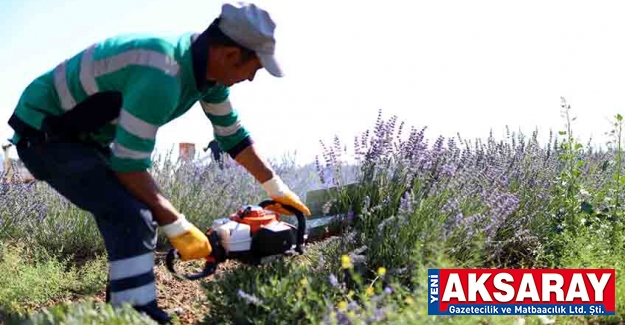 Lavanta bahçelerinde ikinci hasat dönemi