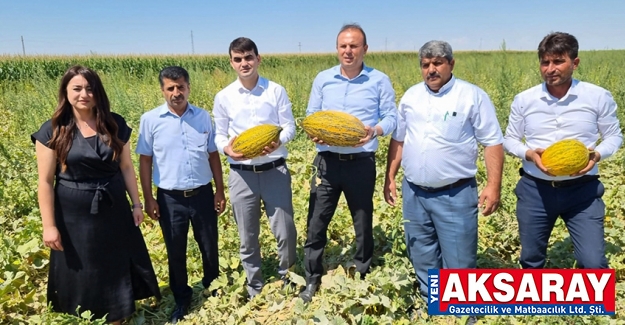 Tarla Günü’nde yerli kavun hasadı yapıldı