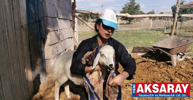 Babası gibi giyinip koyunları kendisine alıştırmaya çalıştı