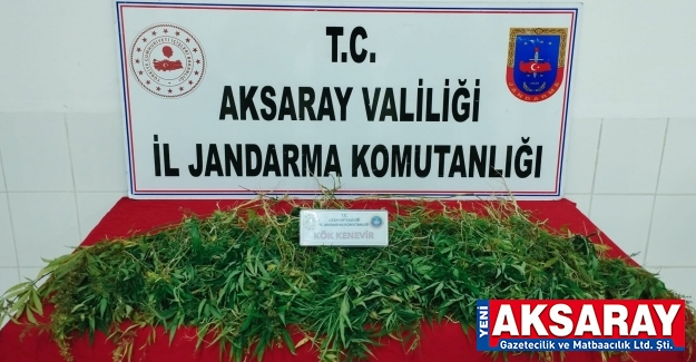 Mısır tarlasında kenevir ekilmiş              