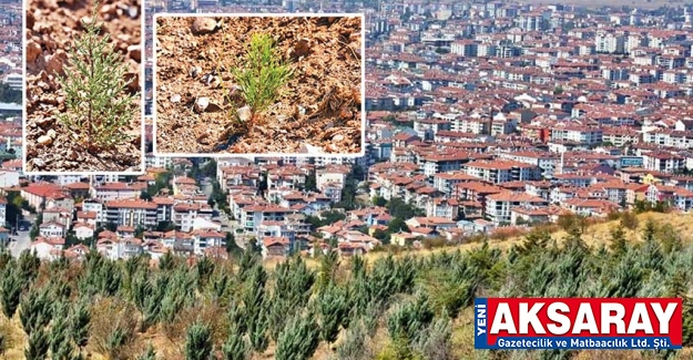 MÜJDELİ HABER Dikilen fidanların yüzde 95’i tuttu