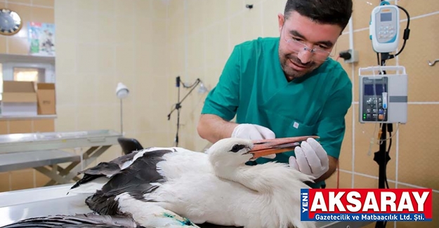 Yaralı leylek tedaviye alındı