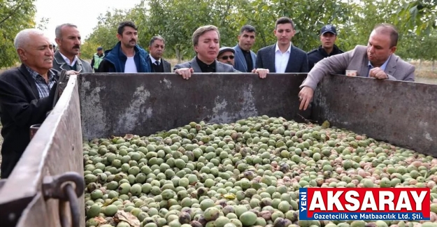 FESTİVAL ERTELENMİŞTİ Ceviz diyarı Ağaçören’de inceleme yapıldı