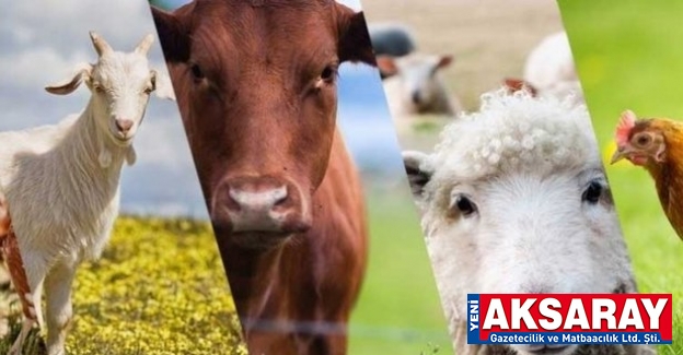 Hayvancılık destekleri artırıldı