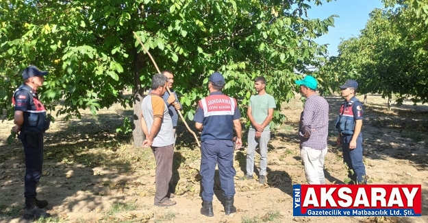 Jandarma uyardı, ağaçtan düşmeyin!