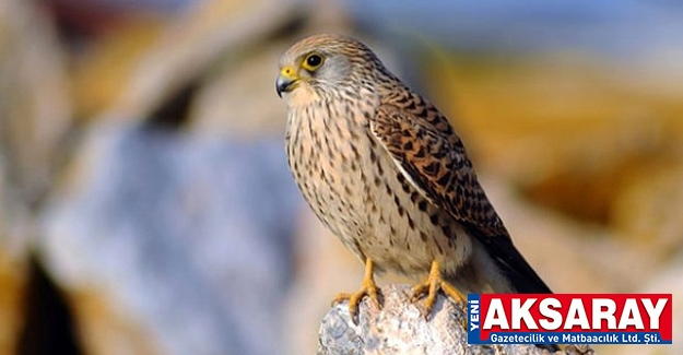 Kerkenez satan kişiye 23 bin lira ceza kesildi