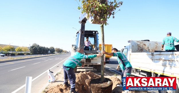 Konya yolunda ağaçlandırma çalışması