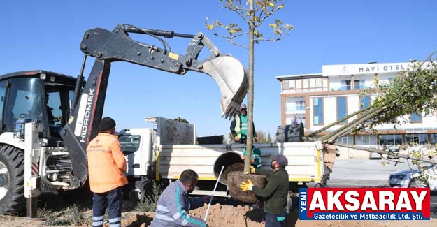 Belediye 200 bin ağaç hedefledi