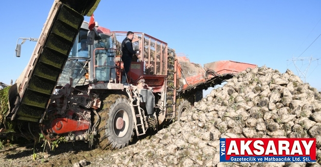 Pancar hasadına katıldı