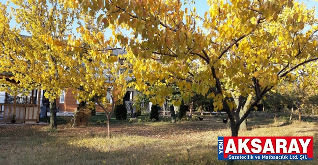 Park ve bahçelerde sonbahar güzelliği