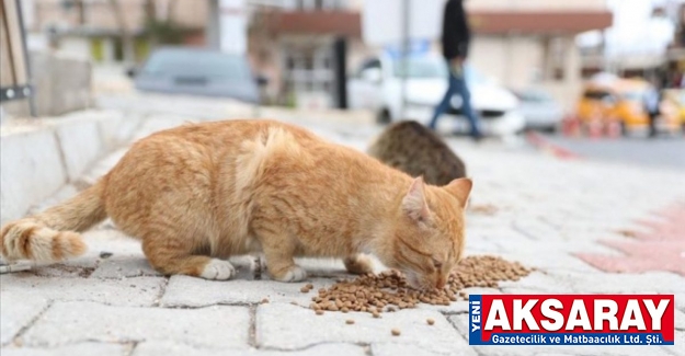 Sokak hayvanları ile ilgili genelge yayınlandı