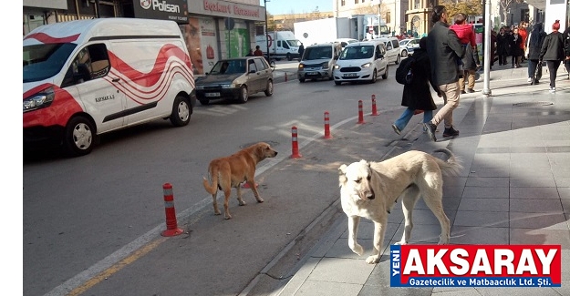 Çarşı merkezini köpekler bastı