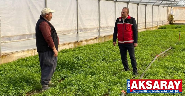 Seralarda üçüncü üretim yetiştirildi