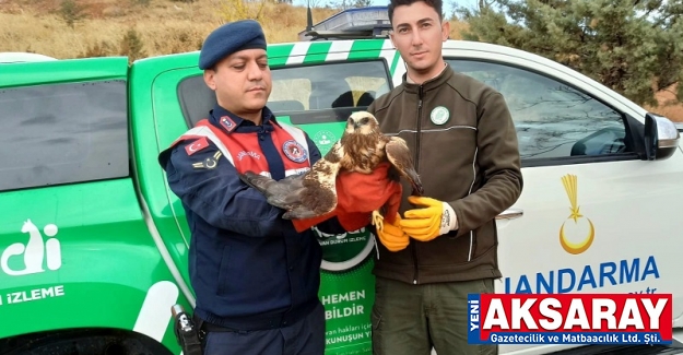 Yaralı doğan tedaviye alındı