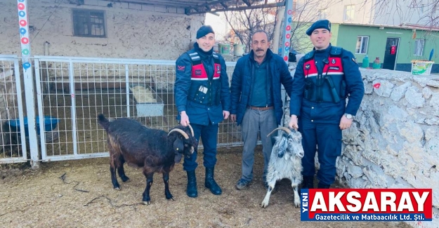 Çalınan keçiler bulundu