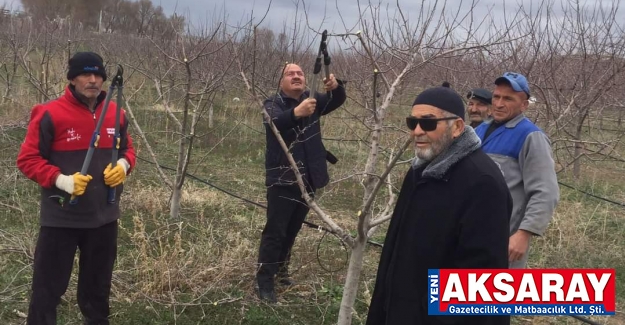 Bahçelerde ağaçların budama ve bakımları teknik personel tarafından yapılıyor