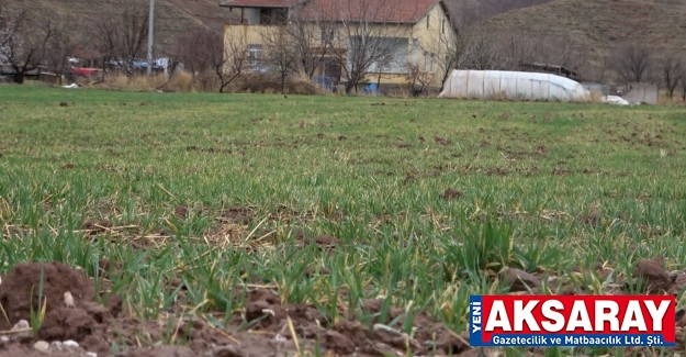 Çok şükür yağmur yağdı