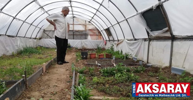 Ata tohumları ekildi, sitil olup dağıtılacak