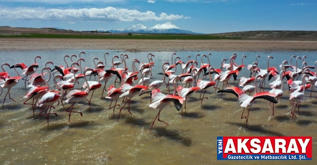 Flamingolar Aksaray’ı çok sevdi