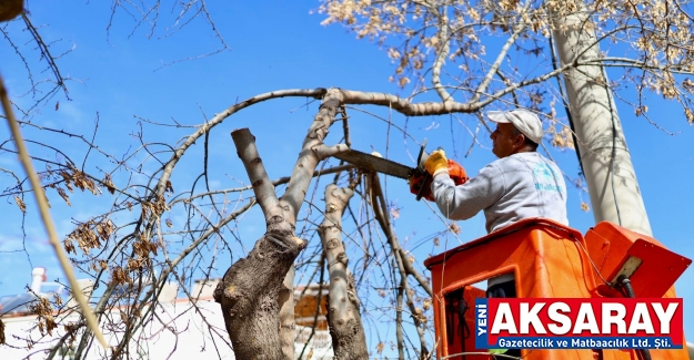 Parkın ağaçları budanıyor