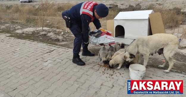 Sokak hayvanları doyuruldu