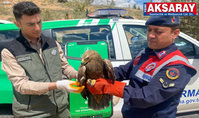 Kanadı kırık kartal tedaviye alındı