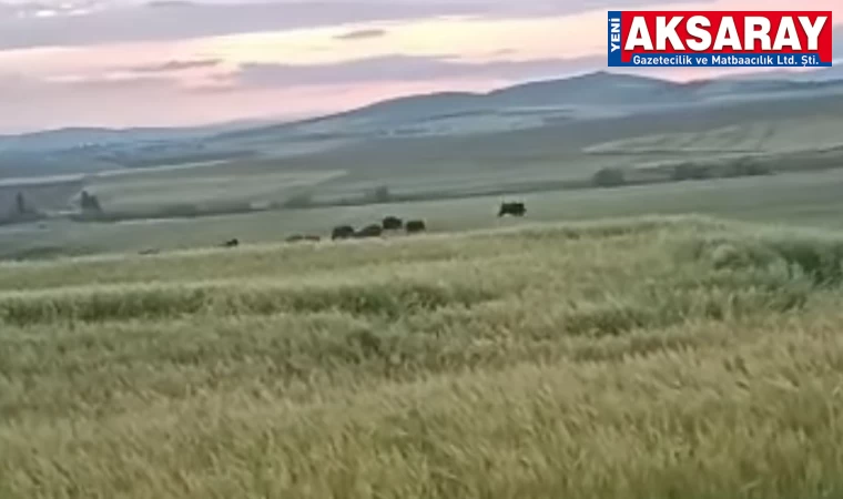 Aksaray’da domuz sürüsü yerleşim alanına indi