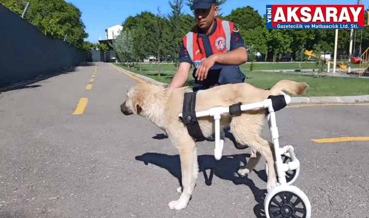 Ayakları sakat kalan köpeğe yürüteç yapıldı