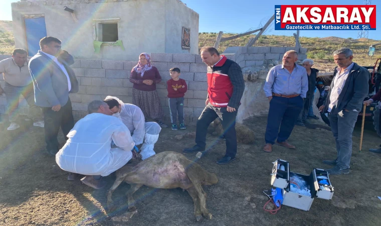 Koyunlar ürkünce birbirlerini ezdiler, 54’ü telef oldu