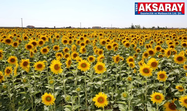 12 Üründe ilk 10’dayız