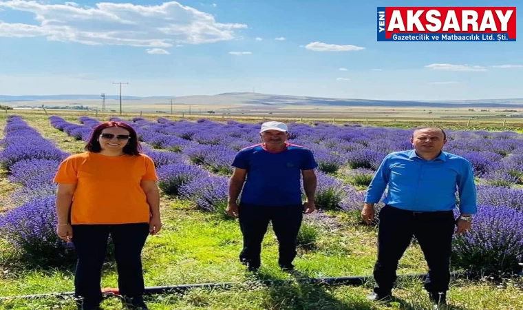 Aksaray’ın 42 adet lavanta bahçesi oldu