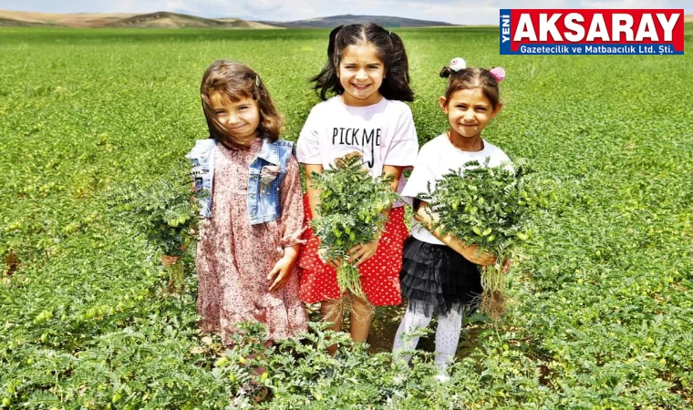 BELEDİYENİN NOHUTLARI KENDİNİ GÖSTERDİ Dar gelirliler bu yıl nohuta doyacak