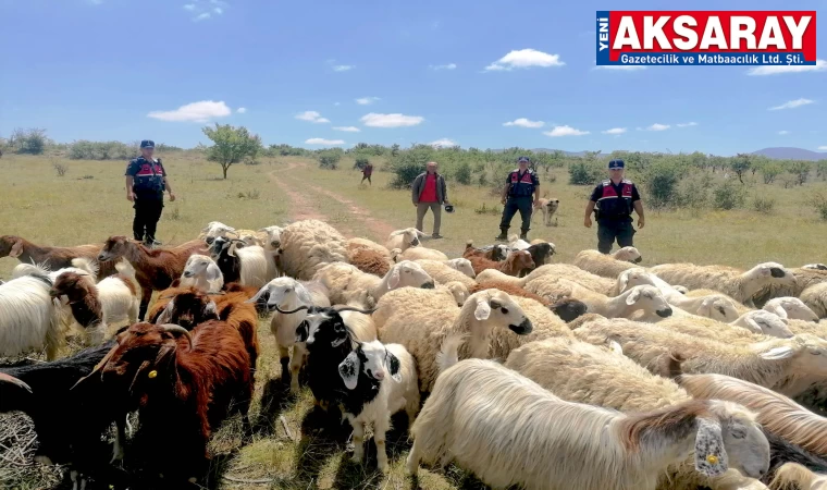 Kayıp koyunları jandarma buldu
