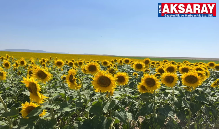 Sarı altın kendini gösterdi
