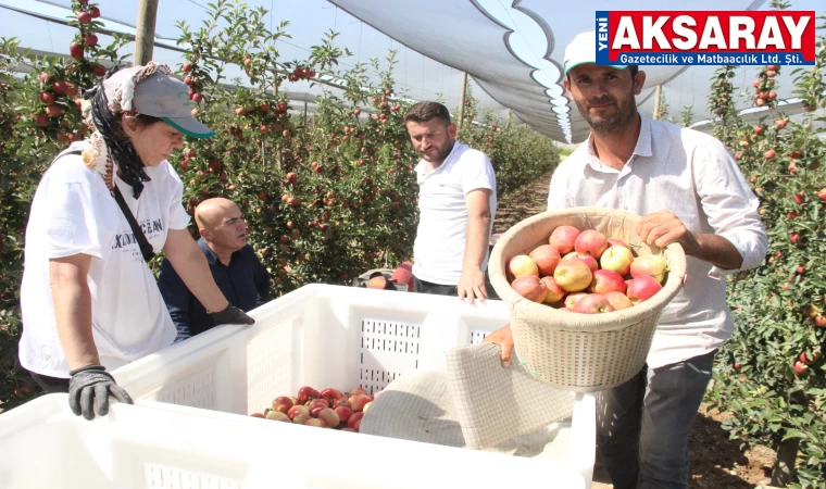 55 GÜN SÜRECEK Karaman’da elma hasadı başladı