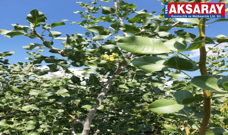 ANTEP FISTIĞI Aksaray’da yetişse de istenilen ürün alınamıyor