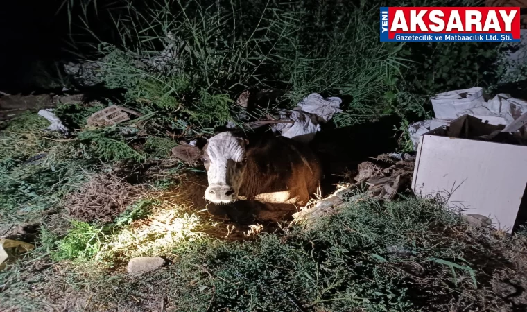 Fosseptik çukuruna düşen inek kurtarıldı