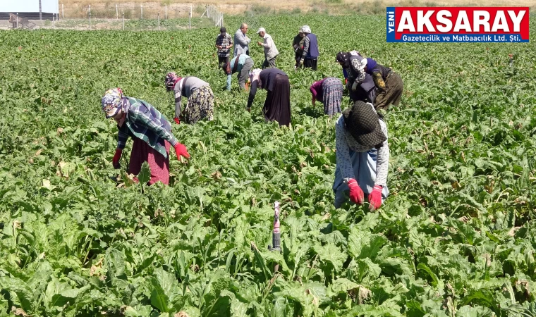 Pancar tarlalarında mevsimlik işçiler çalışıyor