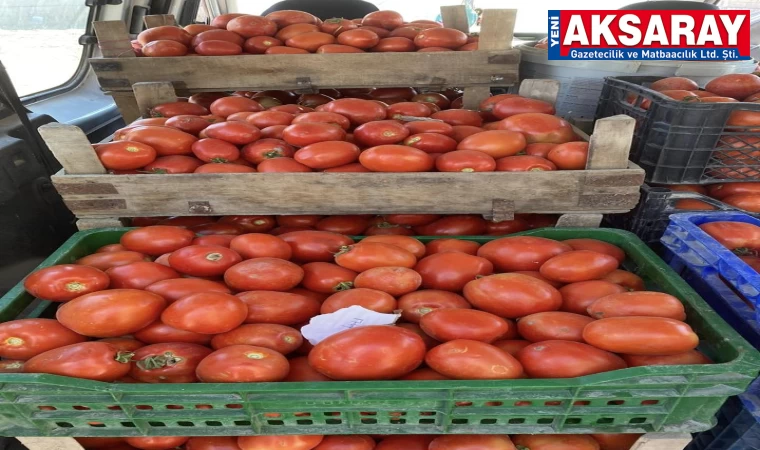 Salçalık domatesler artık Aksaray’da üretiliyor