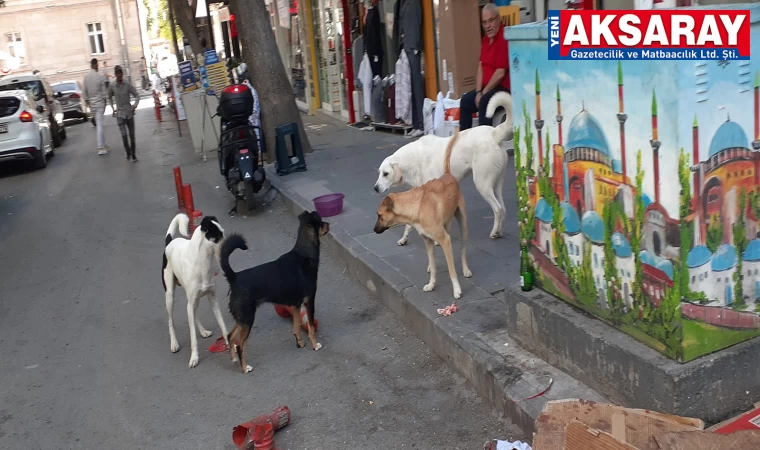 Çarşıda can dostları bolluğu