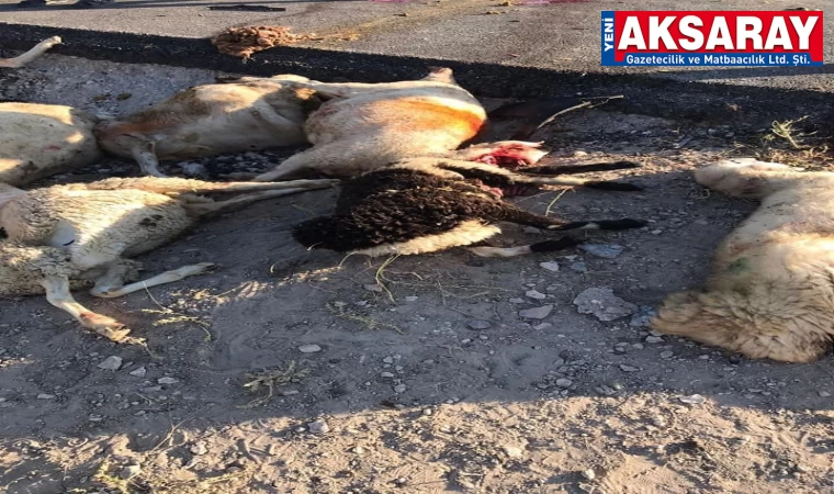 Otomobil sürüye daldı, 15 koyun telef oldu