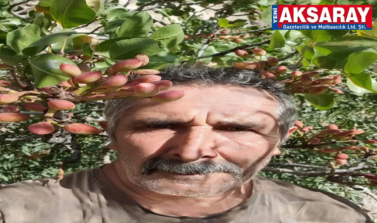 Vadi’nin fıstıkları olmaya başladı
