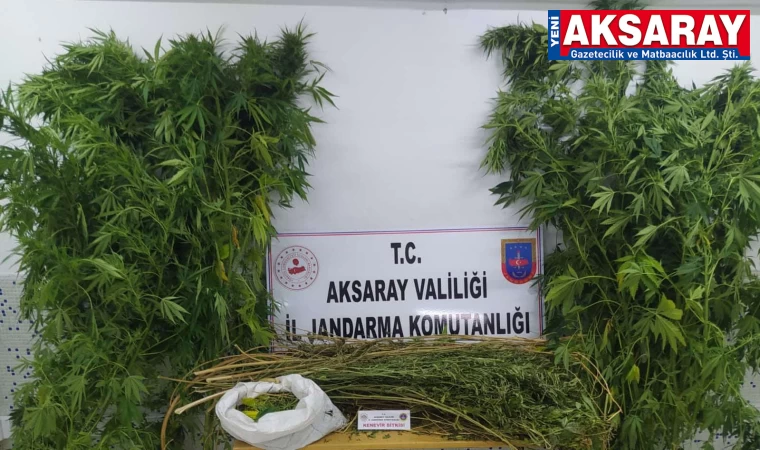 Yasa dışı kenevir ekimi