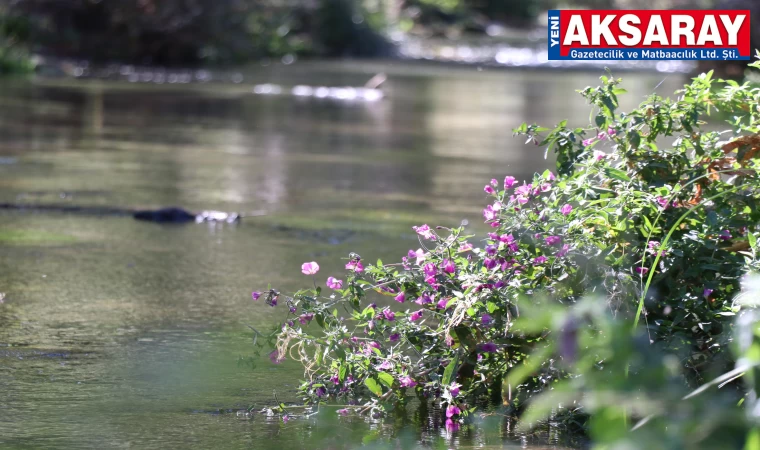 Yüzlerce bitki ve canlıya ev sahipliği yapan vadi