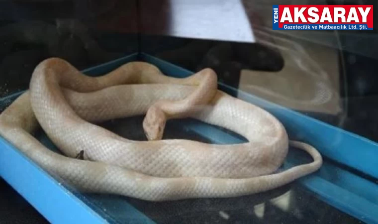 Aksaray'da Mısır yılanı ve Tarantula ele geçirildi