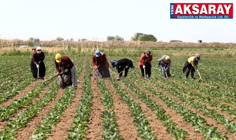 KADIN ÇİFTÇİLER GÜNÜ Üretimin her aşamasında Onlar var