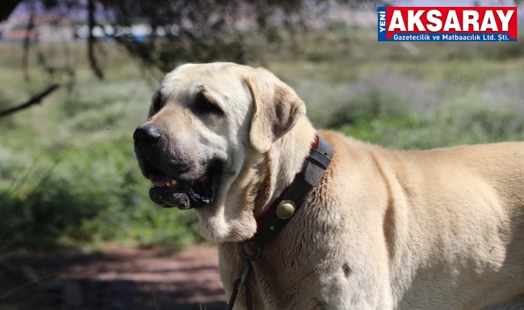 Malaklı tarihte savaş köpeği olarak kullanılmış