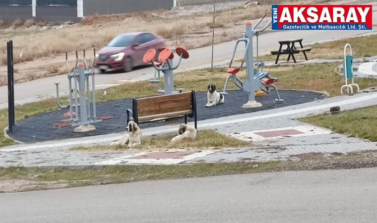 MUHTAR SİTEM ETTİ Okul çevresinde başıboş köpeklere çare bulunsun