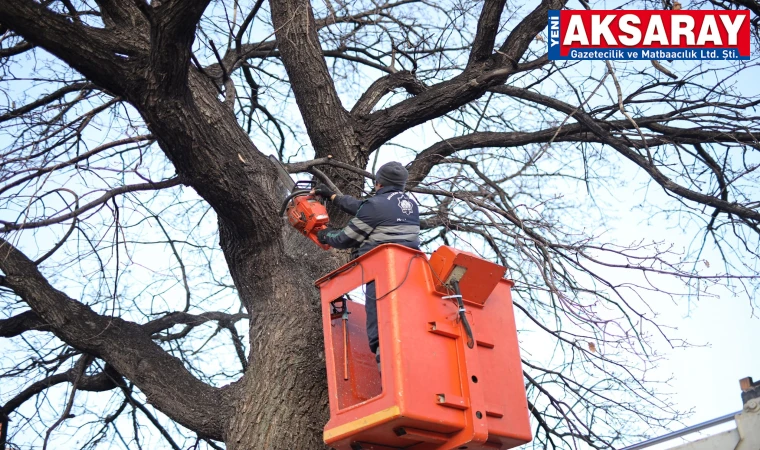 Park ve bahçelerin ağaçları budanıyor